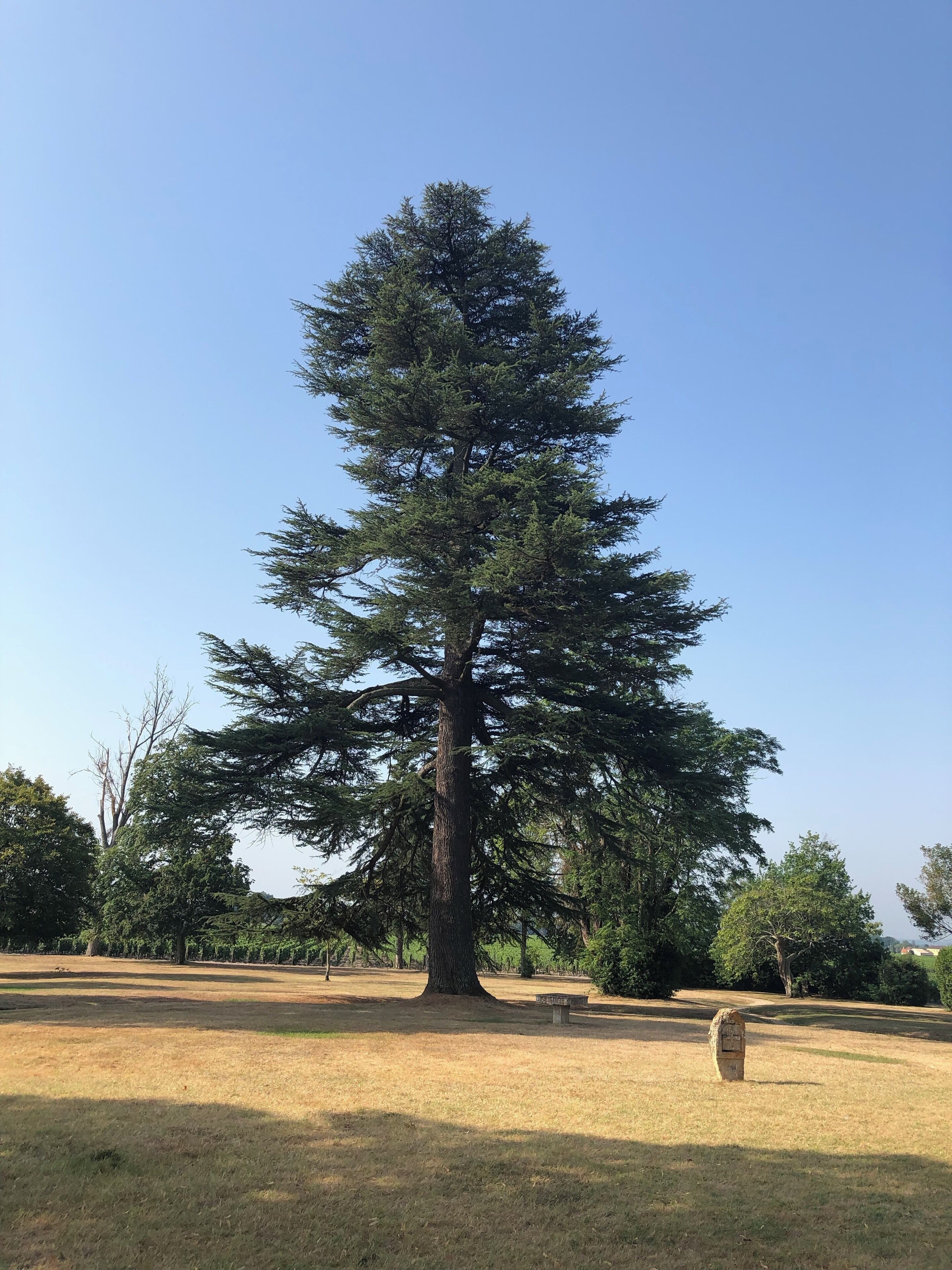 A large evergreen tree in a park with a stone monument nearby.