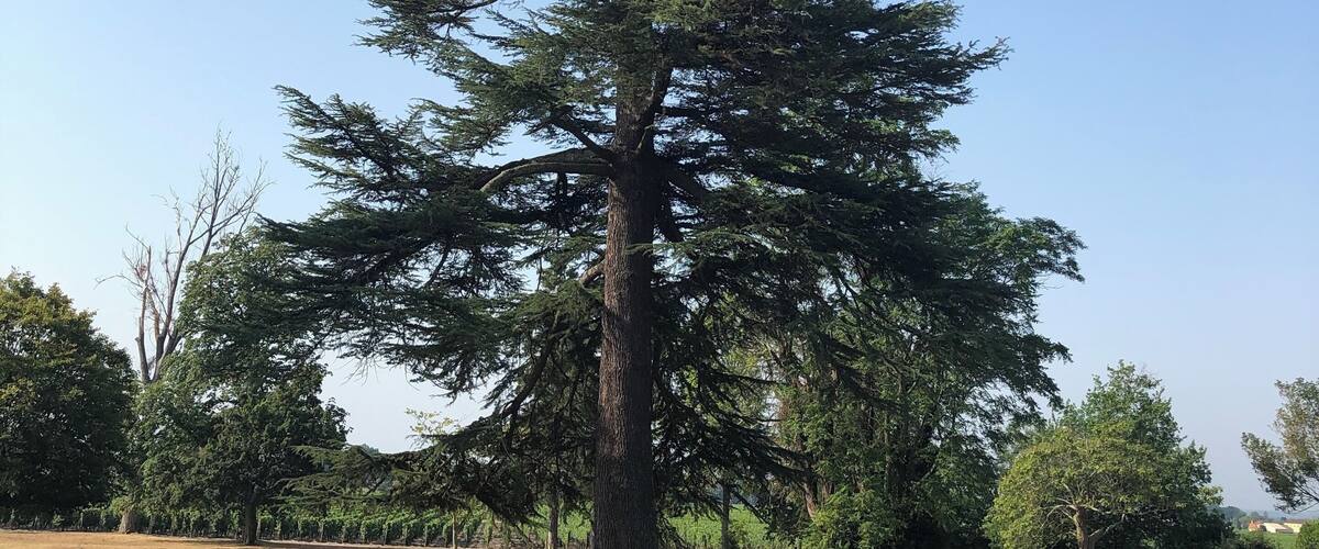 A large evergreen tree in a park with a stone monument nearby.
