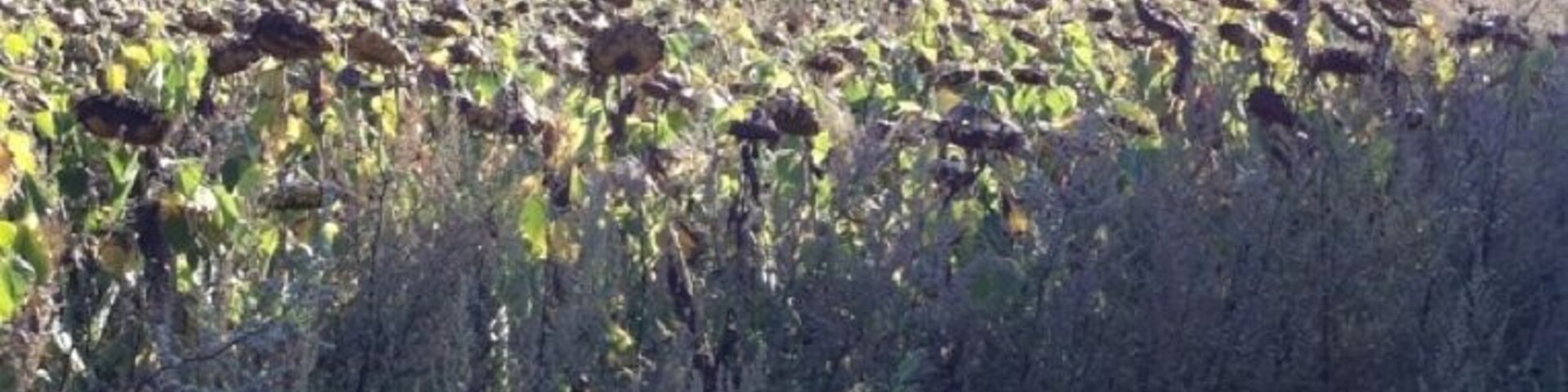 How scary a field full of dead sunflowers, horror movie prime spot lol