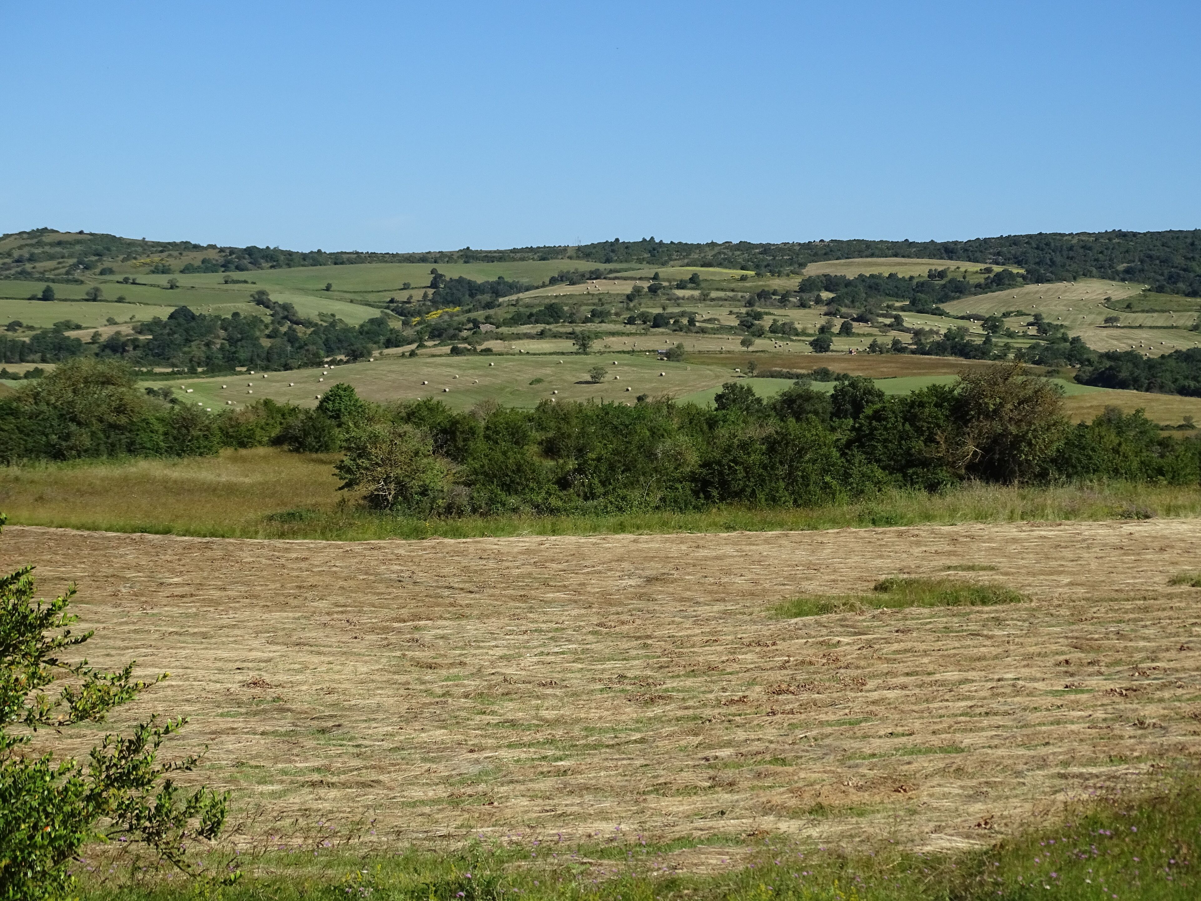 A rural landscape with rolling hills, green fields, and scattered trees.