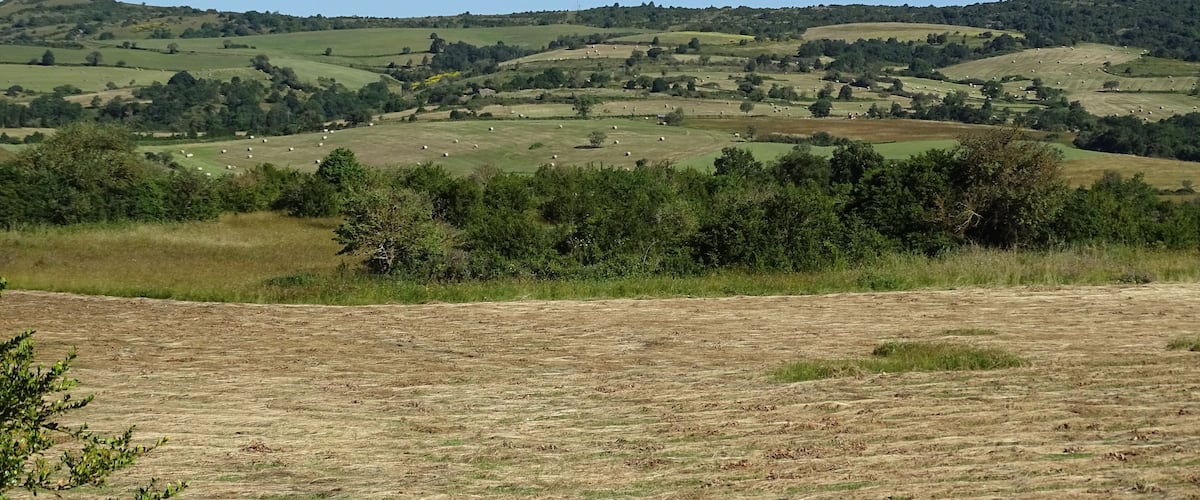 A rural landscape with rolling hills, green fields, and scattered trees.