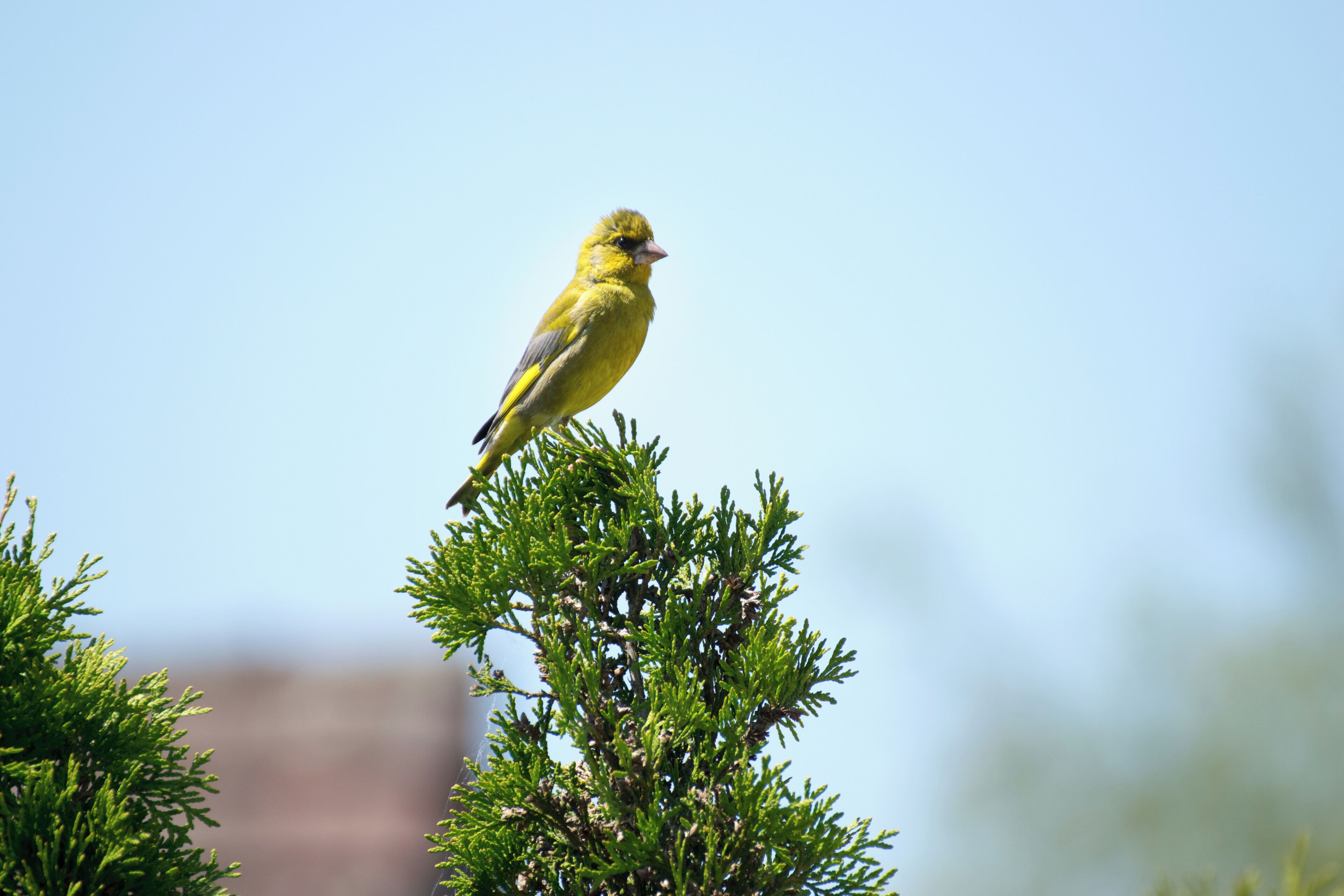 A male Greenfinch Chloris chloris