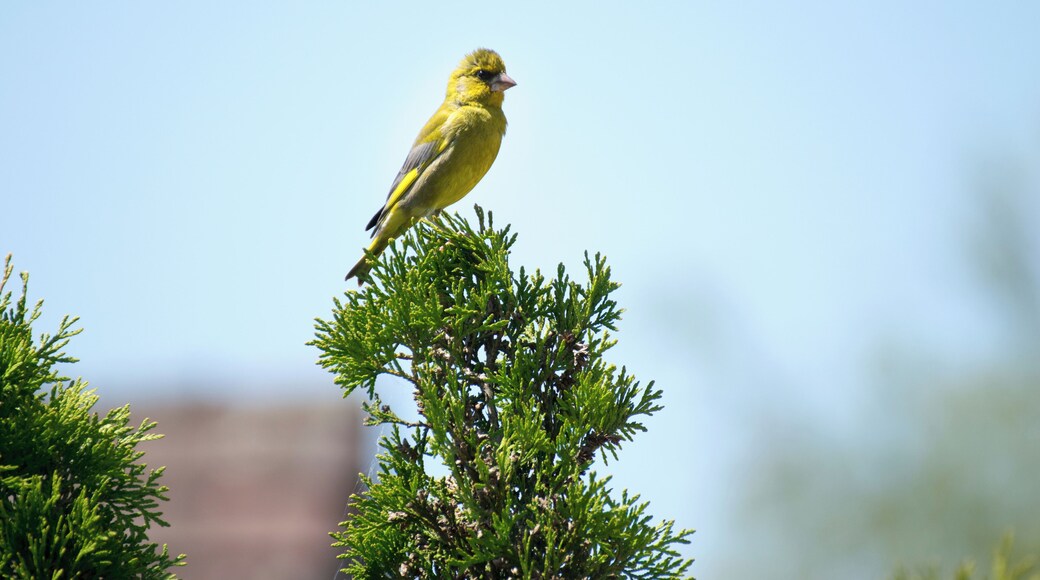 A male Greenfinch Chloris chloris