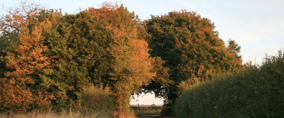 Kings Lane in early morning autumn sunshine The lane meets the B4477 under the trees.