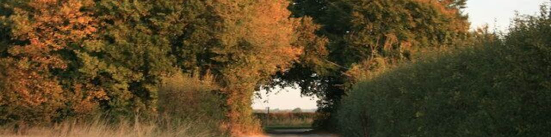 Kings Lane in early morning autumn sunshine The lane meets the B4477 under the trees.