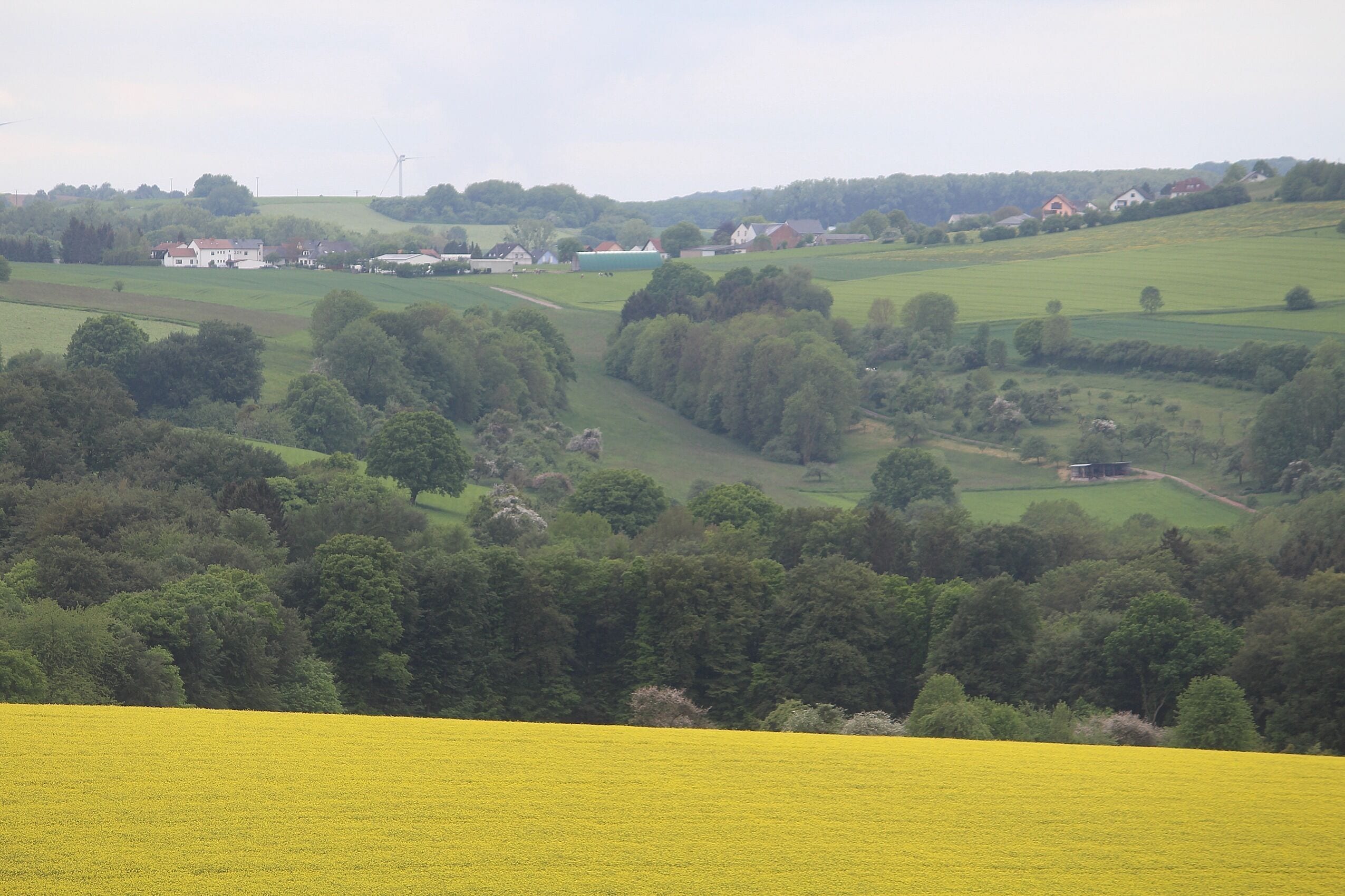A rural landscape with rolling hills, fields of yellow flowers, and scattered houses.