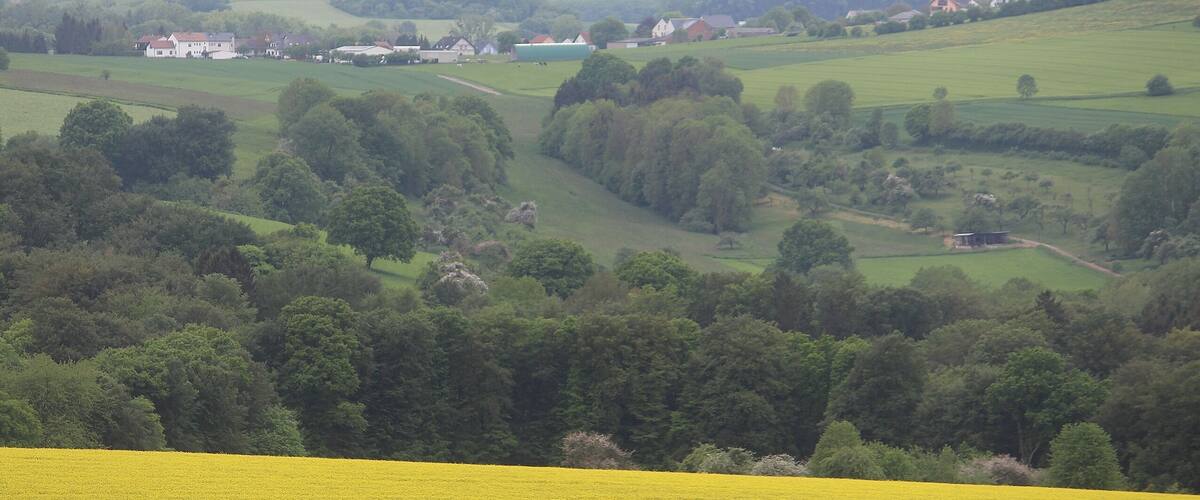 A rural landscape with rolling hills, fields of yellow flowers, and scattered houses.