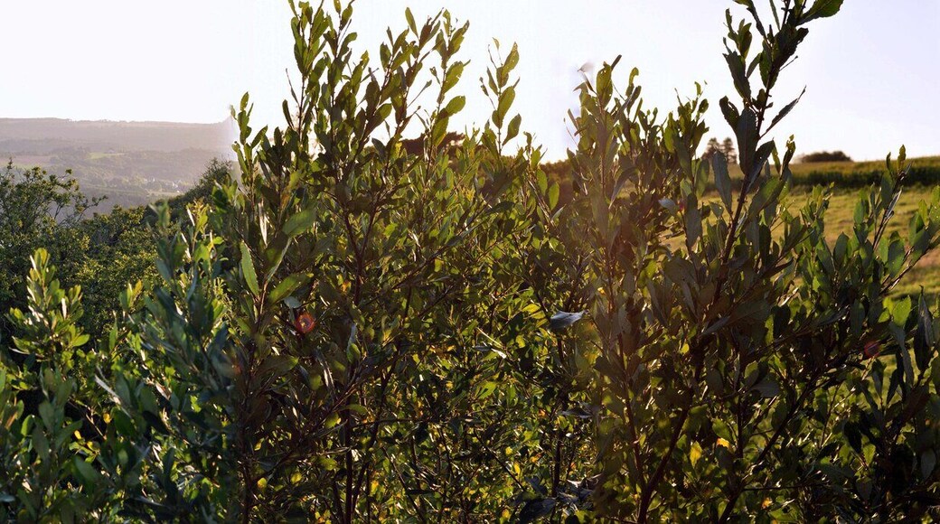 Vue de maison Rosnoen été 2010
