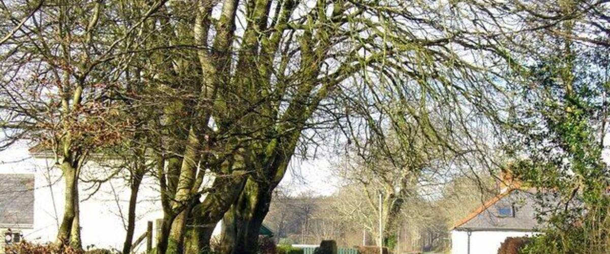 A narrow rural road flanked by trees and a white building.