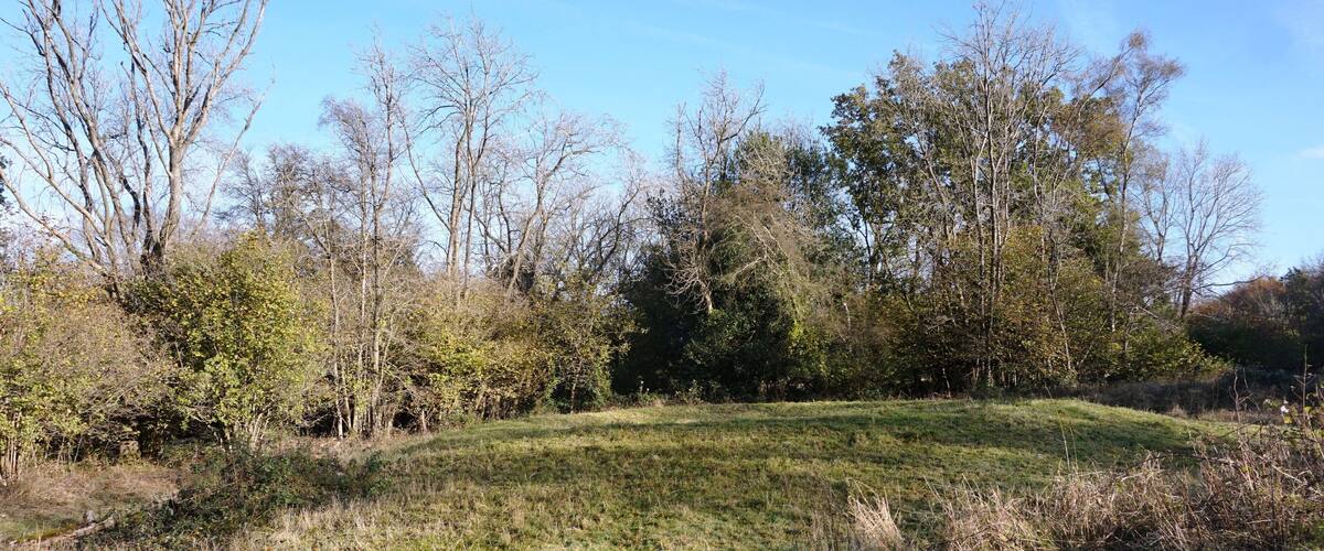 A grassy hill with trees and shrubs.