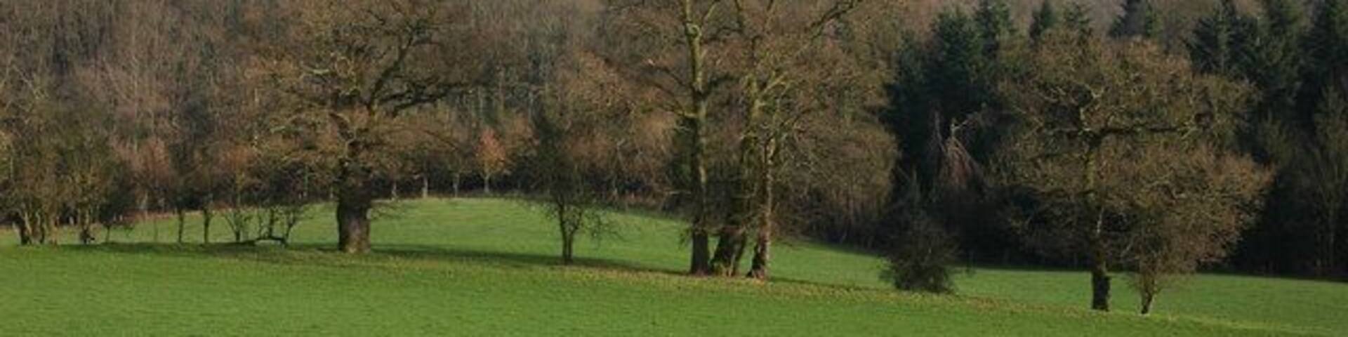 View towards Castle Hill Viewed from the Ridge to the west of Bodenham Farm. The wood in the valley is Spring Coppice. The building just visible on the hill is the derelict Castle Hill Farm.
