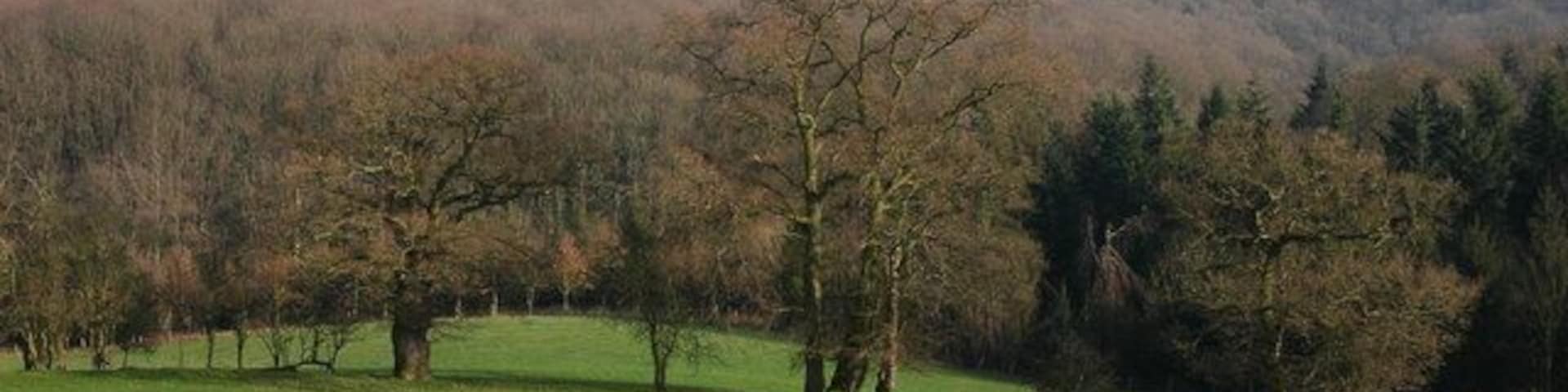 View towards Castle Hill Viewed from the Ridge to the west of Bodenham Farm. The wood in the valley is Spring Coppice. The building just visible on the hill is the derelict Castle Hill Farm.