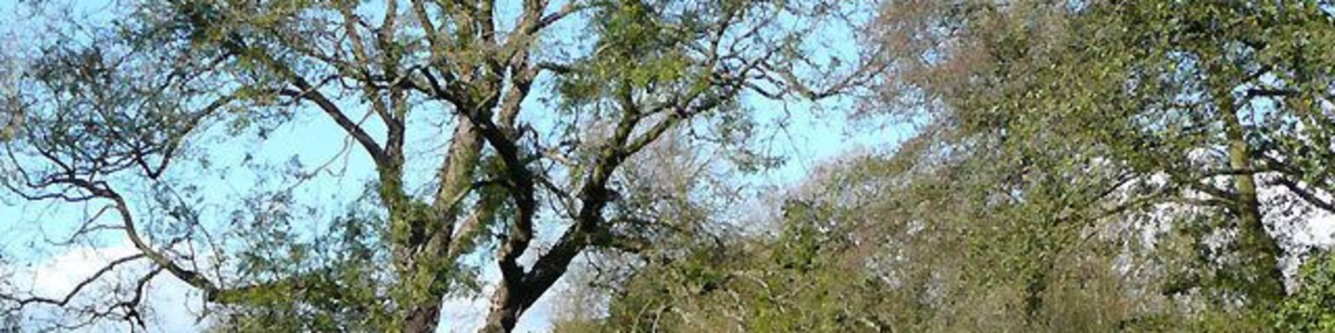 Staffordshire and Worcestershire Canal near Caunsall, Worcestershire The River Stour is close by to the left of the towpath.