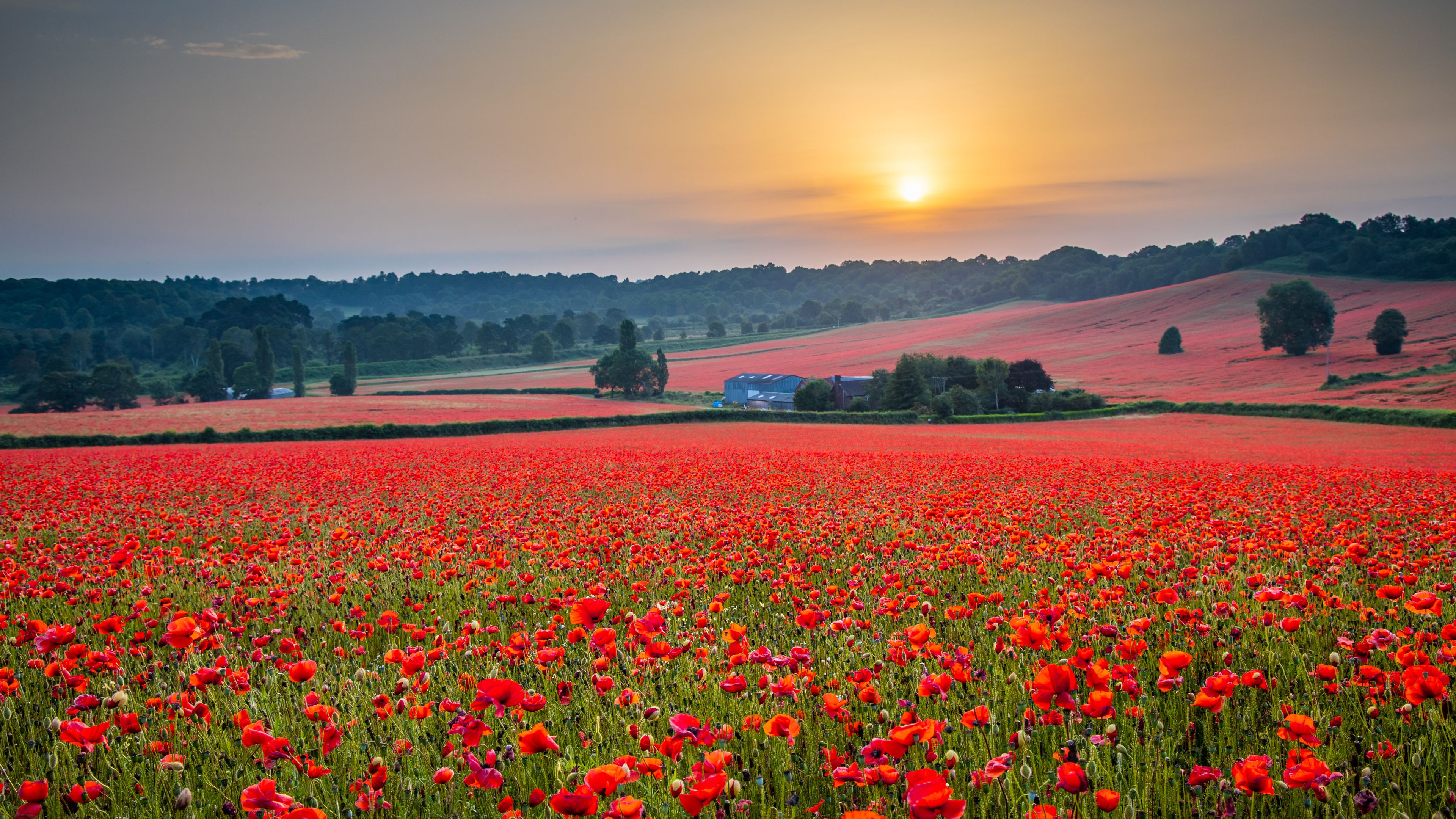 Beautiful Poppy Field at Brewdley, West Midlands at Dawn