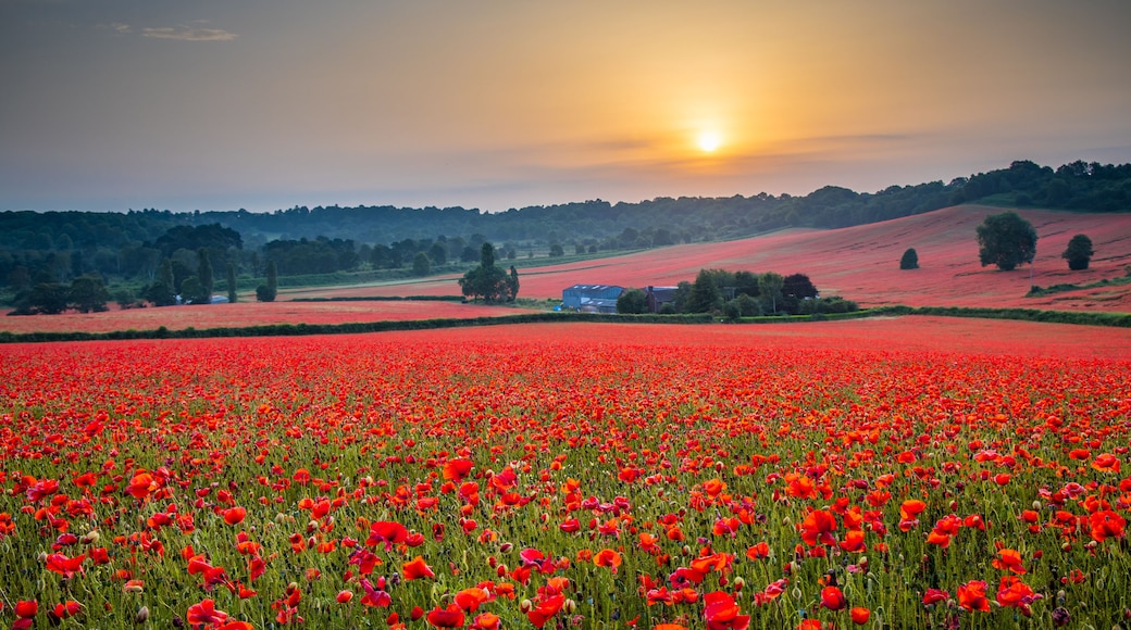 A field of red poppies at sunset with a farmhouse in the background.