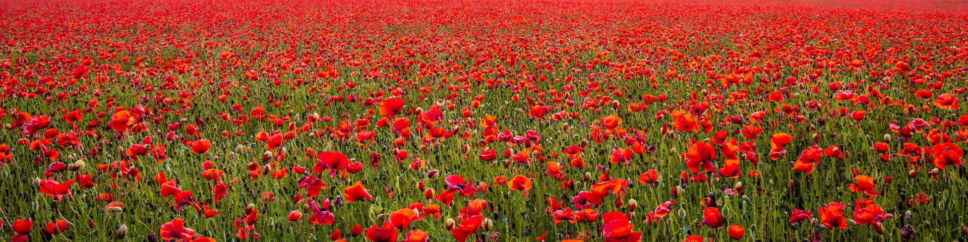 A field of red poppies at sunset with a farmhouse in the background.