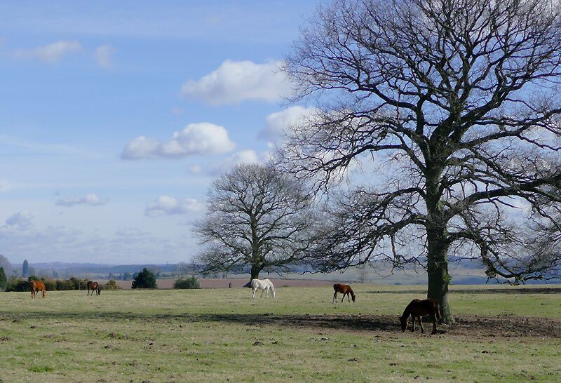 Grazing near Blakeshall, Worcestershire There were several horses without blankets grazing in this pasture on the first warmish day of spring following a long frosty winter. Much of the land around is dedicated to horses, and many of the animals still relied on blankets to minimise risk of a chill.