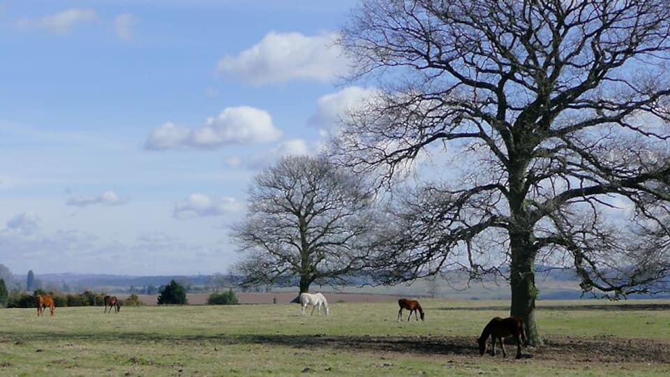 Grazing near Blakeshall, Worcestershire There were several horses without blankets grazing in this pasture on the first warmish day of spring following a long frosty winter. Much of the land around is dedicated to horses, and many of the animals still relied on blankets to minimise risk of a chill.