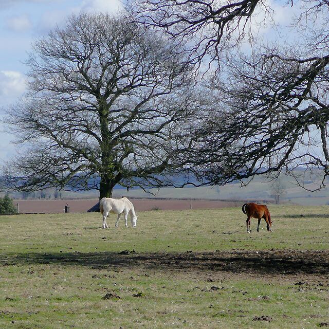 Grazing near Blakeshall, Worcestershire Seen from Solcum Lane, there were several horses without blankets grazing in this pasture on the first warmish day of spring following a long frosty winter. Much of the land around is dedicated to horses, and many of the animals still relied on blankets to minimise risk of a chill.