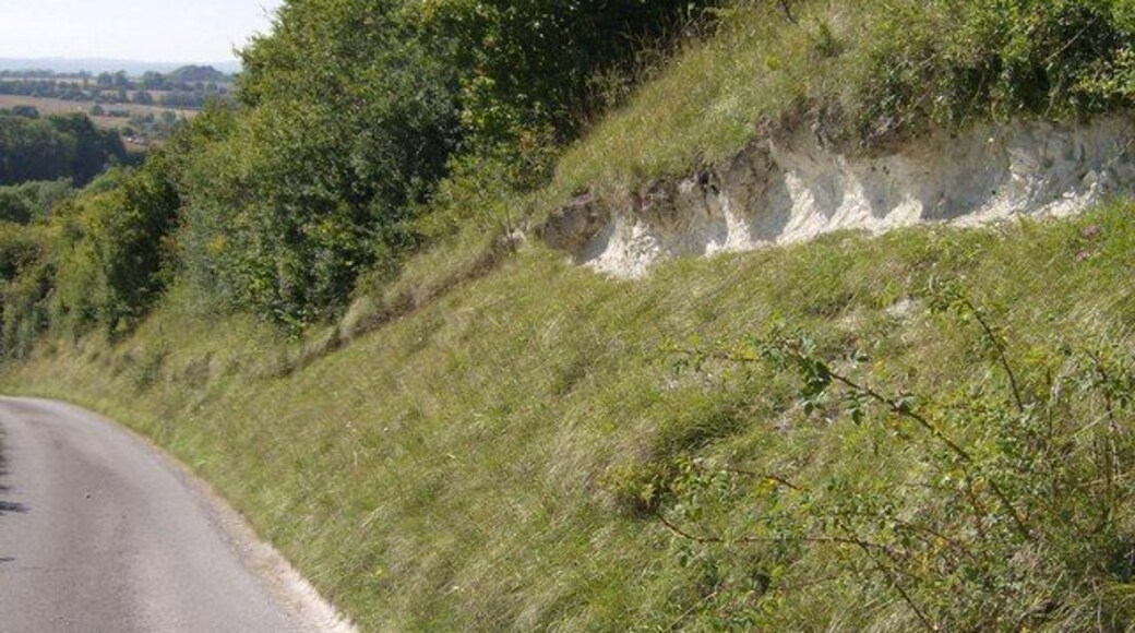 Descending Upton Cow Down The bridleway is actually a metalled track, used by cars. Here a section of the hillside has partly broken away and has revealed the chalk very close to the surface underneath.