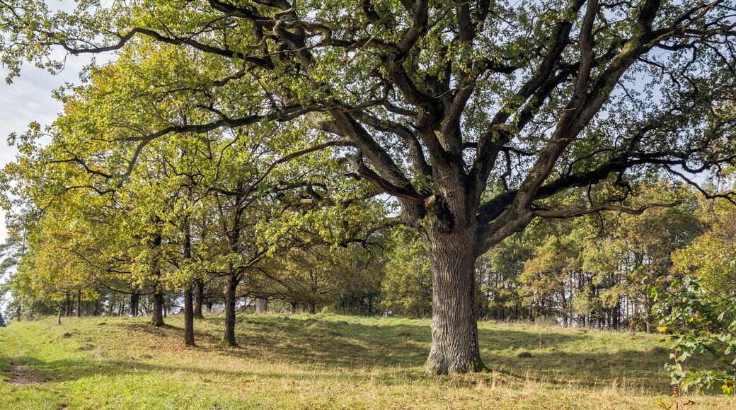 Todsfelder Tal, Thuisbrunn, Egloffstein, LSG Fränkische Schweiz - Veldensteiner Forst