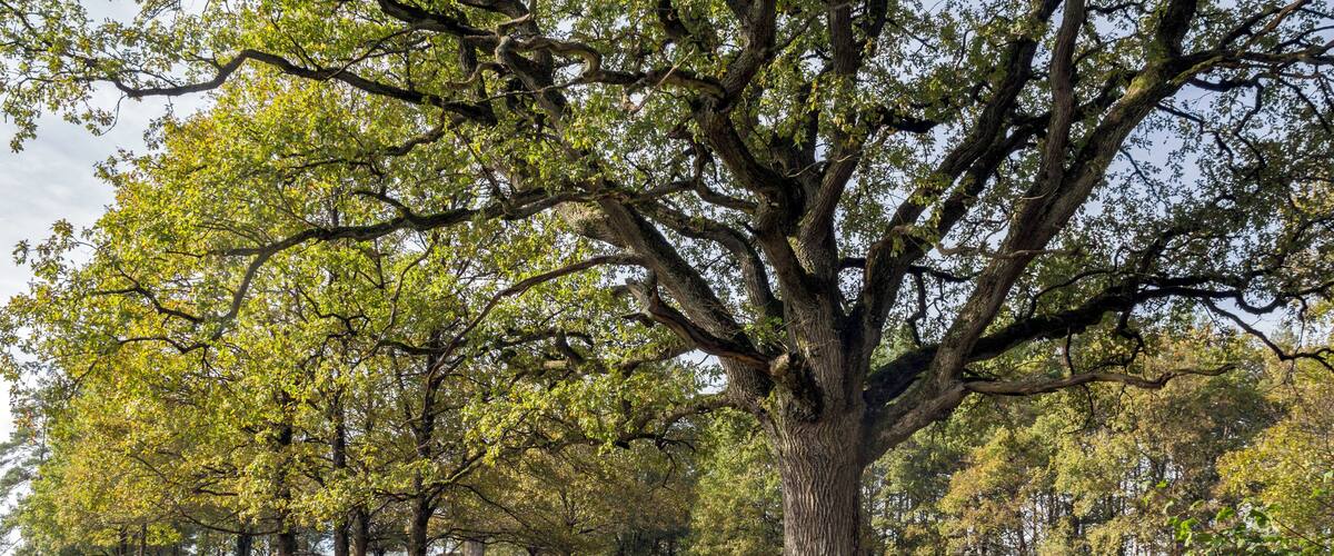 A large tree with a thick trunk and sprawling branches in a grassy field.