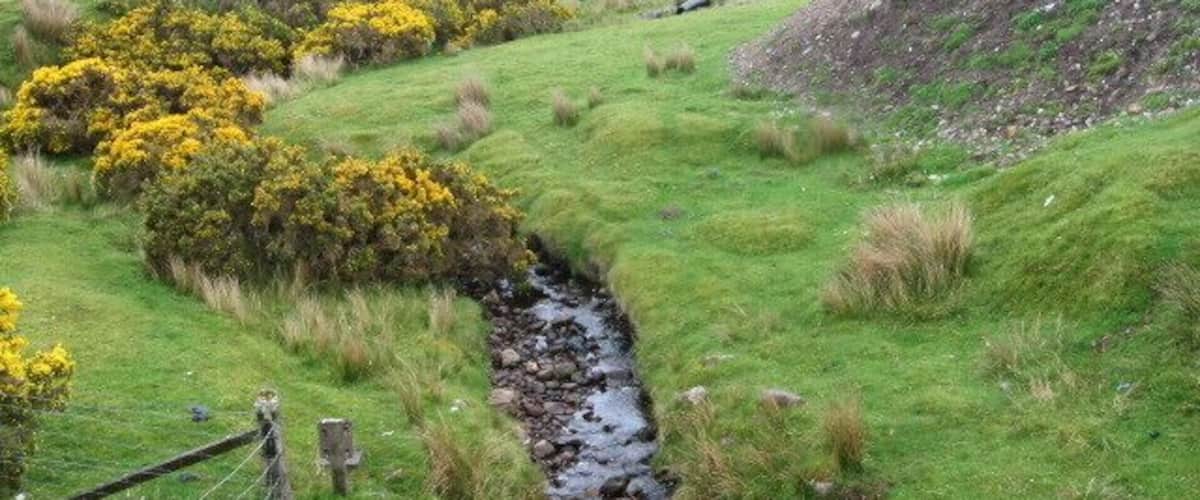 A grassy landscape with a stream, yellow flowering bushes, and rolling hills.