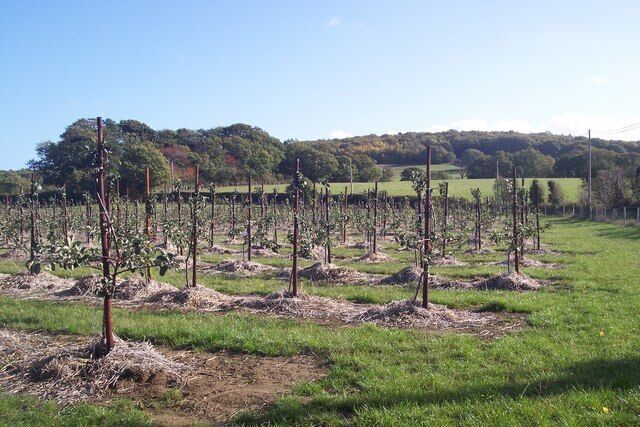 New Orchard near Hernhill This new orchard is seen from a footpath heading to Hernhill. Holly Hill and Blean Wood is seen in the background.