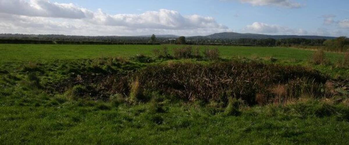 A green field with a line of trees in the distance and a clear blue sky with clouds.