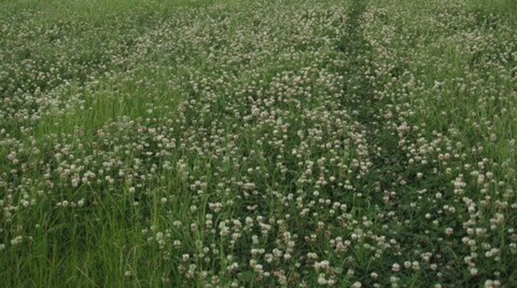 View of Footpath to Kinnerton
