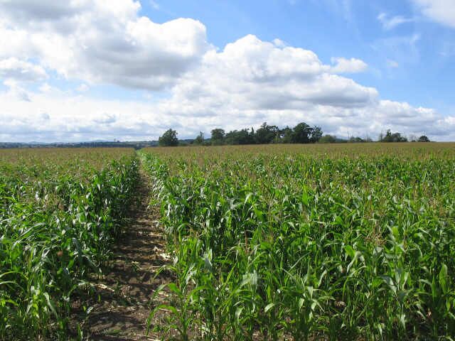 Footpath near Windmill Hill. A view looking west along the public footpath through the crop, from the stile on the lane to Windmill Hill, near Dodleston Hall.