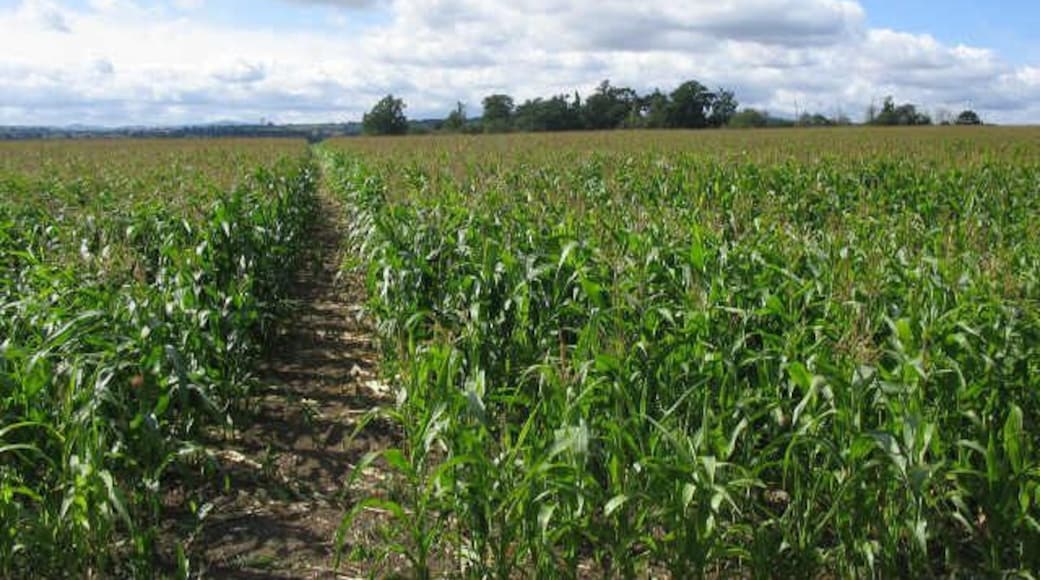 Footpath near Windmill Hill. A view looking west along the public footpath through the crop, from the stile on the lane to Windmill Hill, near Dodleston Hall.