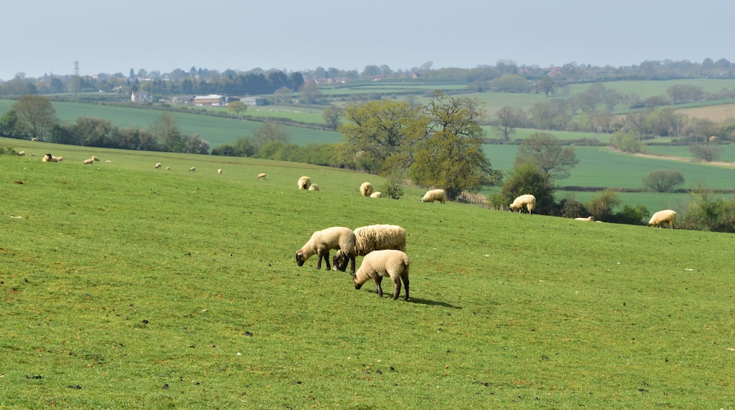 A green field with sheep grazing, a tree, and a distant village.