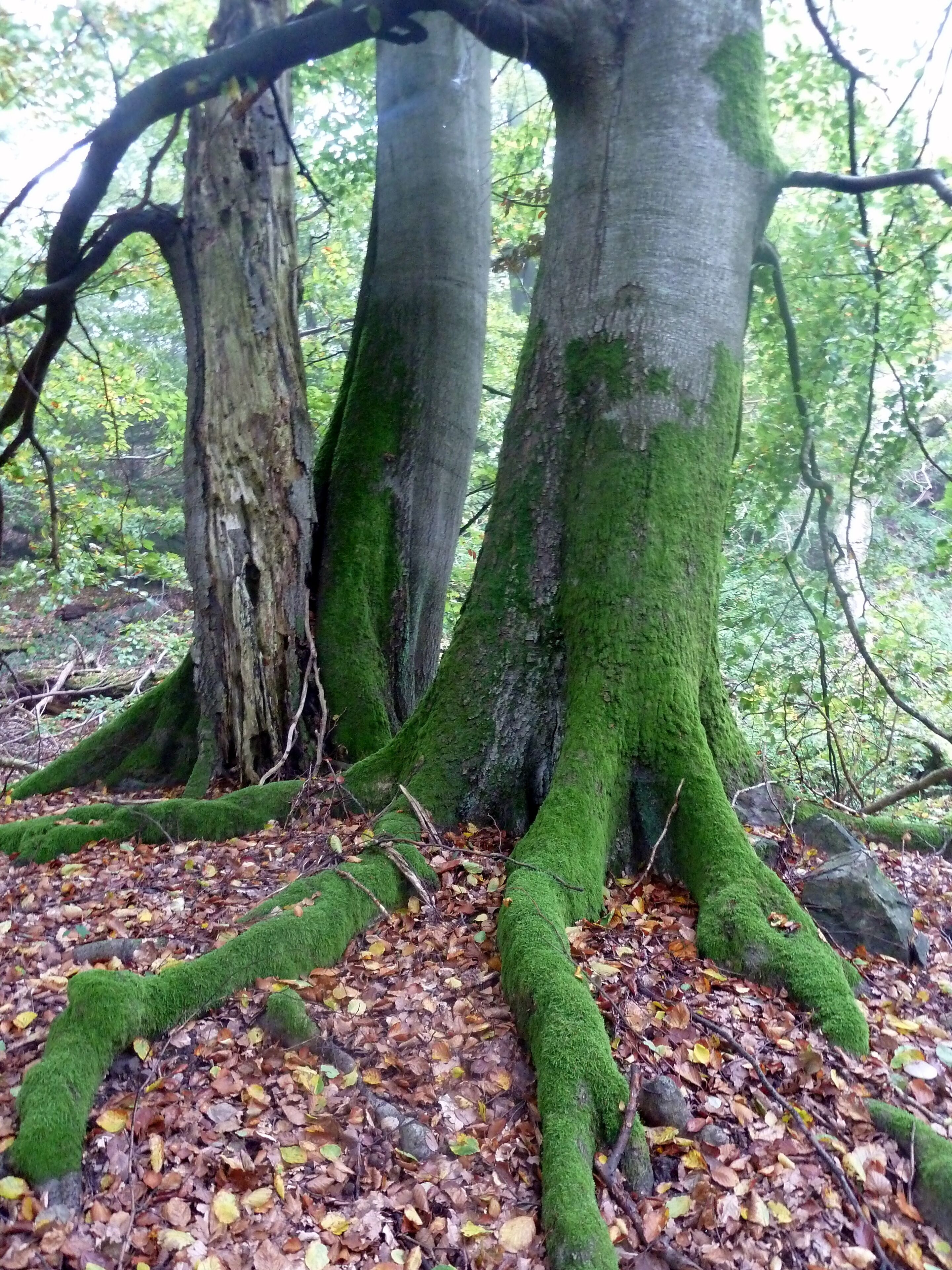 Germany - Herrliche Natur im Soonwald