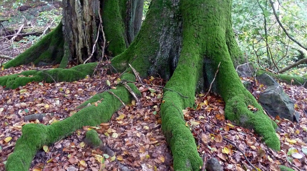 Germany - Herrliche Natur im Soonwald