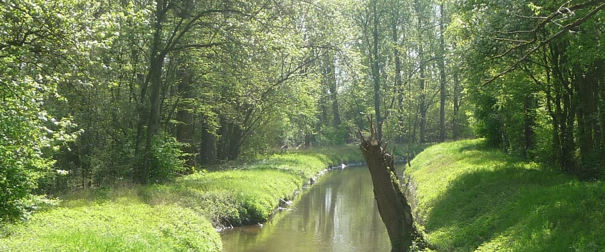A narrow river with a fallen tree in the center, surrounded by lush green grass and trees.