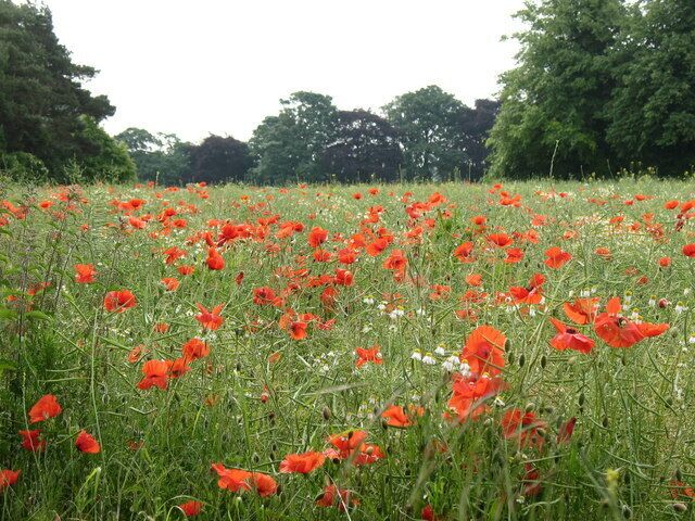 Baldersby Park Baldersby Park was once a gentleman's estate with fine trees, landscaped grounds and an ornamental lake. Nowadays it is used partly as school grounds and playing fields, and also as farmland. This area has a crop of oilseed rape and some unwanted, but attractive poppies.