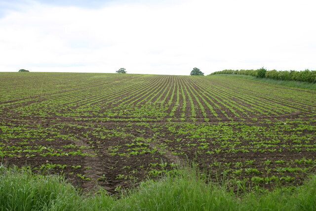 A vast agricultural field with rows of young crops.