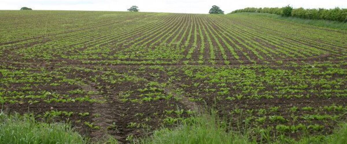 A vast agricultural field with rows of young crops.