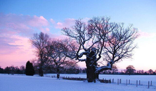 Winter afternoon, Baldersby Park A wintry scene in Baldersby Park, with a venerable old oak tree in the foreground.