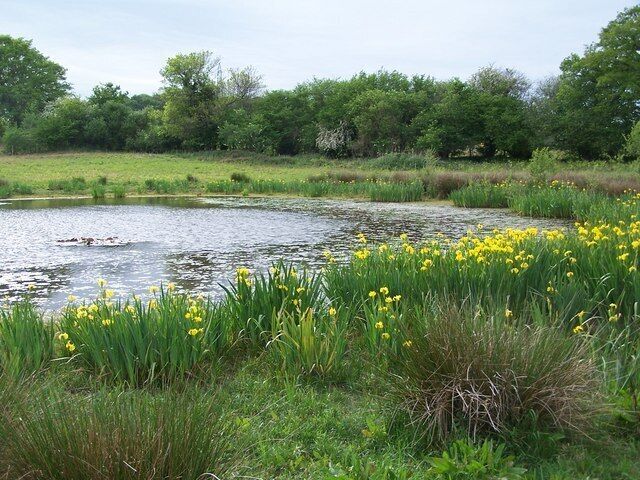 Lily pond and irises Alongside the footpath from Carter's Clay to Butt's Green