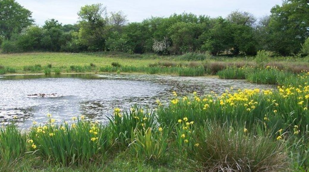 Lily pond and irises Alongside the footpath from Carter's Clay to Butt's Green