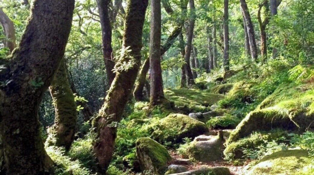 Granite and twisted wood