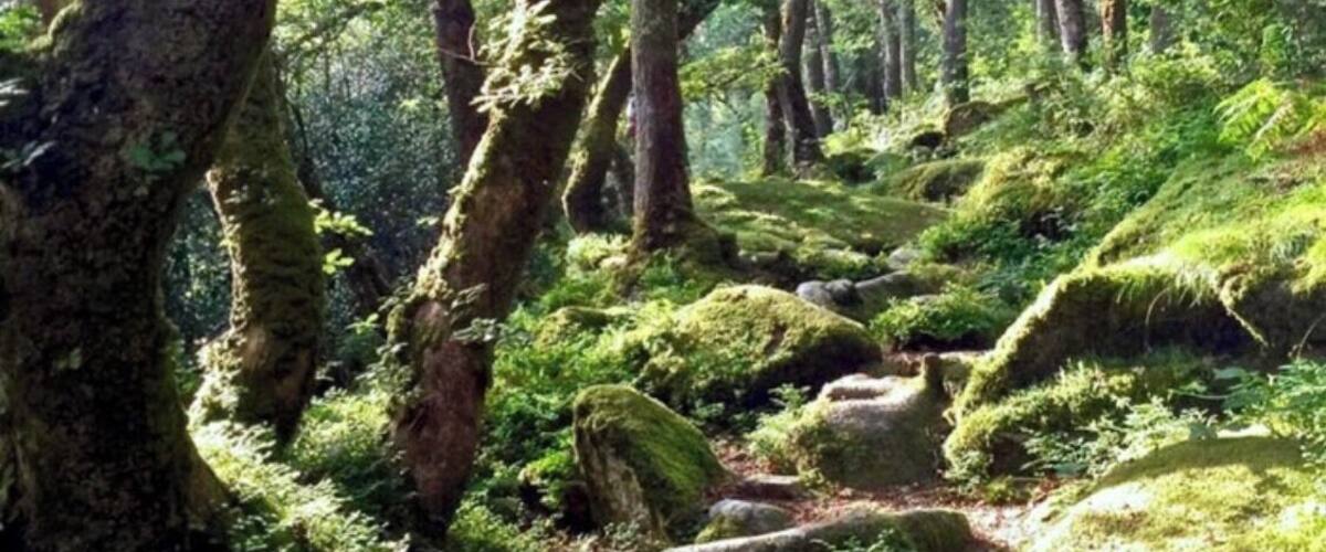 Granite and twisted wood