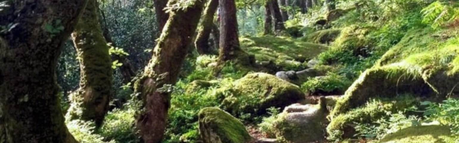 Granite and twisted wood