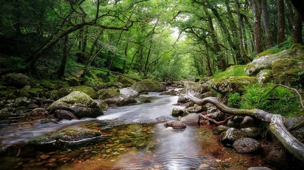 The beauty of woodland and streams