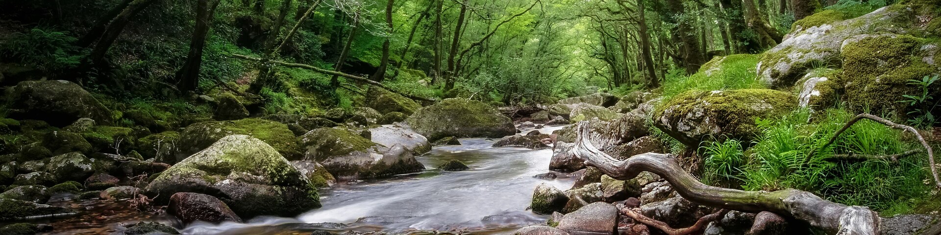 The beauty of woodland and streams