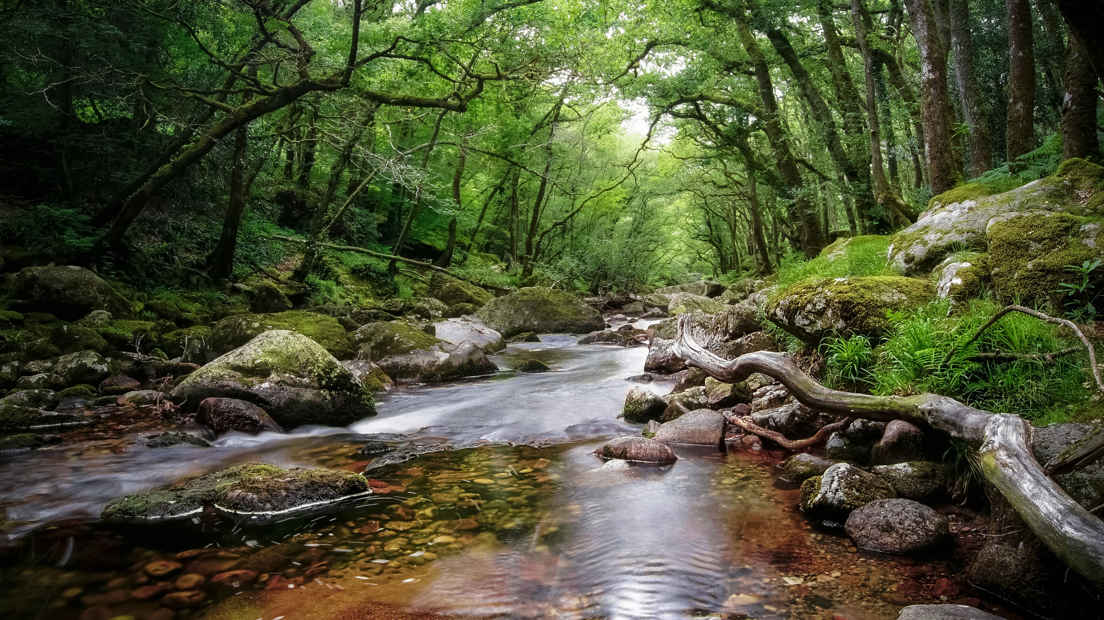 A forest stream with moss-covered rocks and dense green foliage.