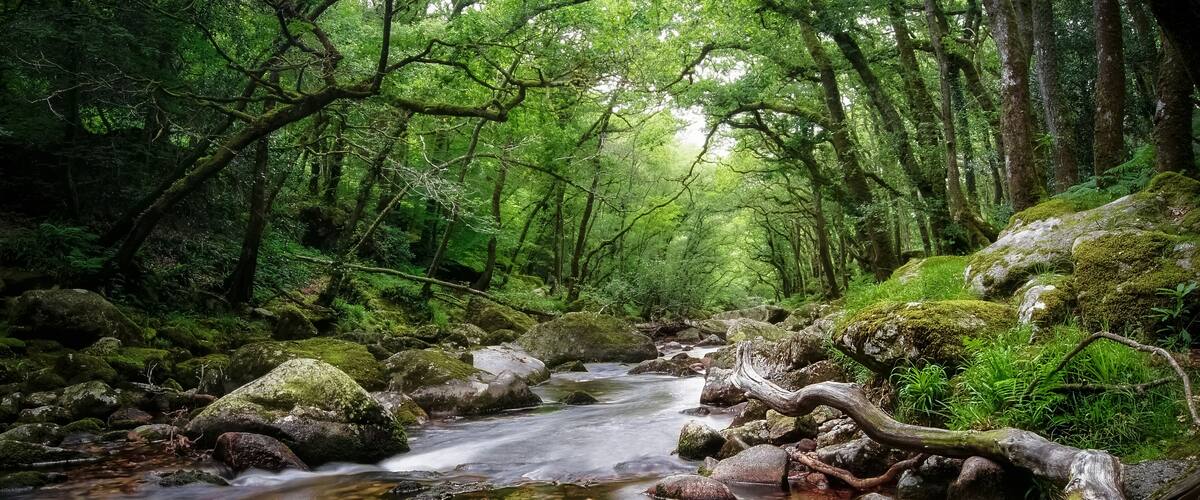 A forest stream with moss-covered rocks and dense green foliage.