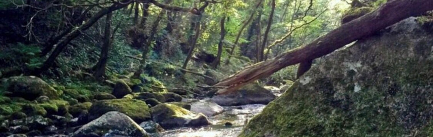 Un arroyo en el bosque con rocas cubiertas de musgo y luz del sol filtrándose entre los árboles.